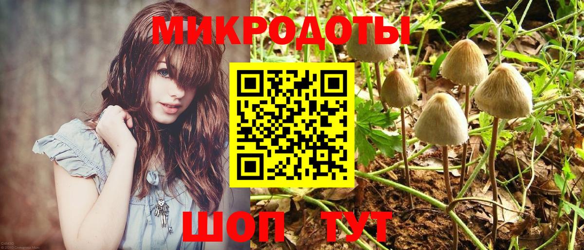Галлюциногенные грибы Psilocybe Камышлов